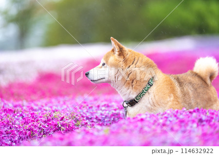 柴犬の花が咲く野原で遊ぶ　芝桜背景に柴犬　公園で遊ぶ柴犬　かわいい柴犬 114632922