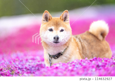 柴犬の花が咲く野原で遊ぶ 芝桜背景に柴犬 公園で遊ぶ柴犬 かわいい柴犬 柴犬の花が咲く野原で遊ぶ 芝桜背景に柴犬 公園で遊ぶ柴犬 かわいい柴犬 114632927