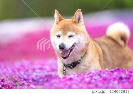 柴犬の花が咲く野原で遊ぶ　芝桜背景に柴犬　公園で遊ぶ柴犬　かわいい柴犬 114632935