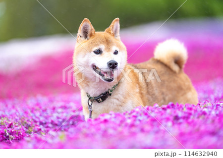柴犬の花が咲く野原で遊ぶ　芝桜背景に柴犬　公園で遊ぶ柴犬　かわいい柴犬 114632940
