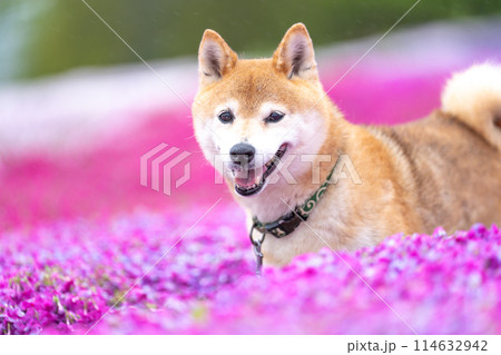 柴犬の花が咲く野原で遊ぶ 芝桜背景に柴犬 公園で遊ぶ柴犬 かわいい柴犬 柴犬の花が咲く野原で遊ぶ 芝桜背景に柴犬 公園で遊ぶ柴犬 かわいい柴犬 114632942