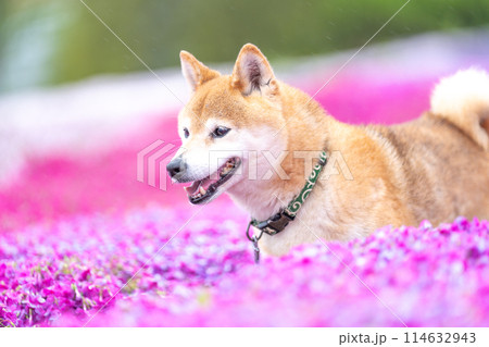 柴犬の花が咲く野原で遊ぶ 芝桜背景に柴犬 公園で遊ぶ柴犬 かわいい柴犬 柴犬の花が咲く野原で遊ぶ 芝桜背景に柴犬 公園で遊ぶ柴犬 かわいい柴犬 114632943