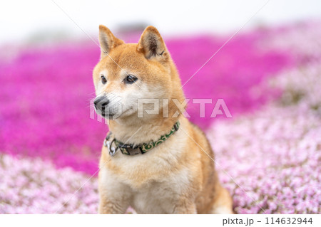 柴犬の花が咲く野原で遊ぶ 芝桜背景に柴犬 公園で遊ぶ柴犬 かわいい柴犬 柴犬の花が咲く野原で遊ぶ 芝桜背景に柴犬 公園で遊ぶ柴犬 かわいい柴犬 114632944