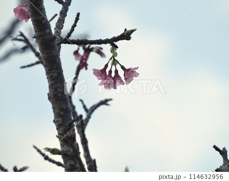 春の訪れを告げる沖縄の桜 114632956