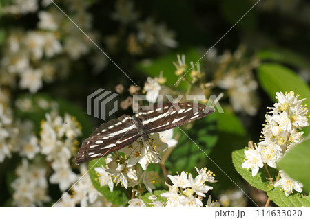 ヒメウツギの白花から蜜を吸うコミスジ蝶（自然光＆ストロボ・マクロレンズ接写） 114633020