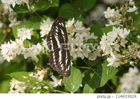 ヒメウツギの白花から蜜を吸うコミスジ蝶（自然光＆ストロボ・マクロレンズ接写） 114633024