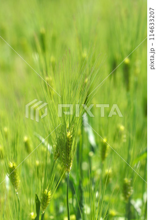 鮮やかに元気よく育つ、青々とした若い大麦の穂（自然光＋マクロ接写写真） 114633207