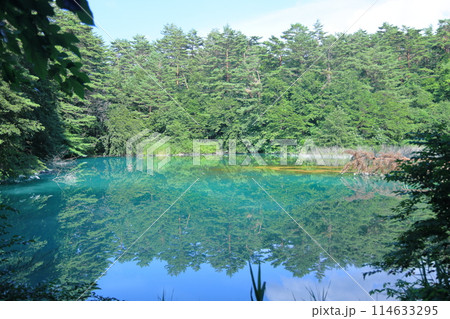 裏磐梯の五色沼湖沼群・水鏡(青沼) 114633295