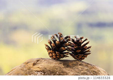 Two Pinecones on Rock 114633328