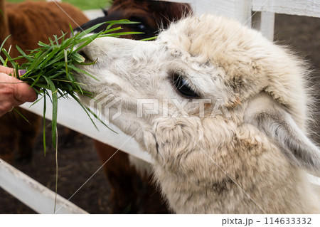 Feeding Alpaca at a farm 114633332