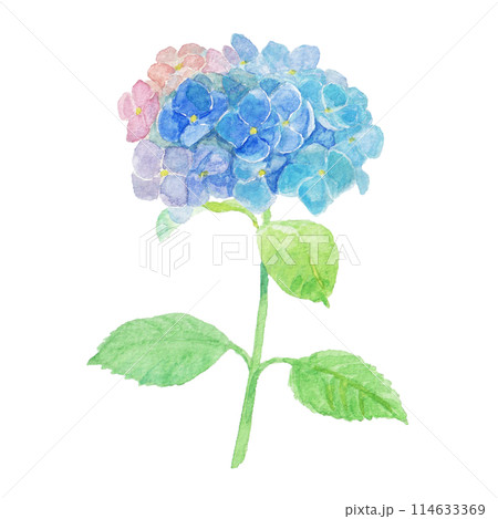 水彩絵の具で描いた6月のあじさいのイラスト素材 [114633369] - PIXTA