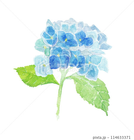 水彩絵の具で描いた6月のあじさいのイラスト素材 [114633371] - PIXTA