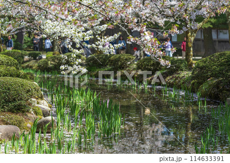 金沢 兼六園 曲水の春景色 金沢 兼六園 曲水の春景色 114633391