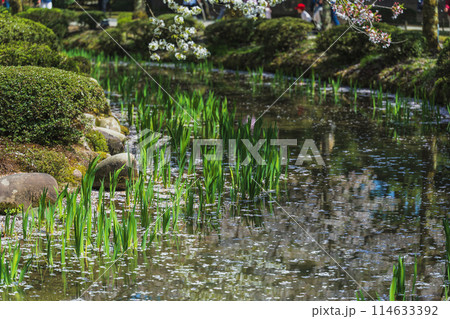 金沢 兼六園 曲水の春景色 金沢 兼六園 曲水の春景色 114633392