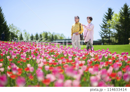 満開のチューリップ畑を観光するシニアの夫婦 114633414