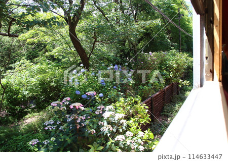 箱根登山電車モハ1形の車窓から見た風景 114633447