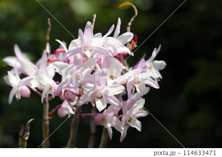 黒背景に薄紅色の入る白いセッコク（石斛）の花頭アップ（屋外自然光、マクロ接写撮影） 114633471