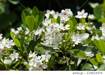 明るい陽光を受ける白花シャリンバイの茂み 明るい陽光を受ける白花シャリンバイの茂み 114633474