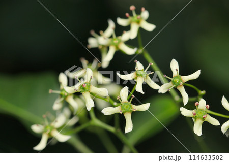 森の中の原始的なマユミの花群 114633502