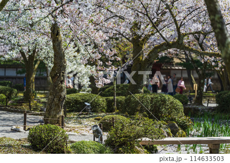 金沢 兼六園の春景色 114633503