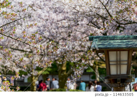 金沢 兼六園の春景色 114633505