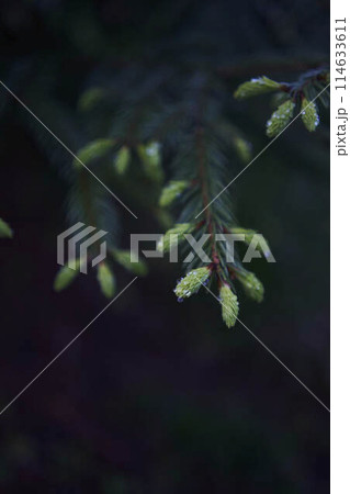 new twigs grow on a coniferous tree new twigs grow on a coniferous tree 114633611