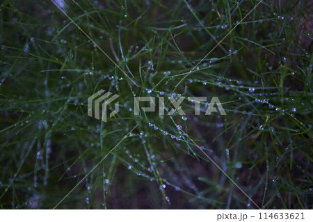 grass covered with dew, plant background grass covered with dew, plant background 114633621
