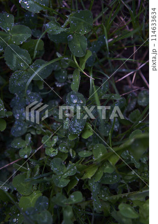 clover covered with raindrops, plant background clover covered with raindrops, plant background 114633634