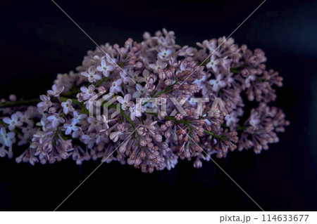 a bouquet of lilacs in a crystal vase in the interior 114633677