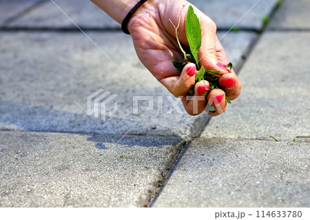 A woman's hand with a red manicure pulls weeds out of the yard concrete slabs A woman's hand with a red manicure pulls weeds out of the yard concrete slabs 114633780