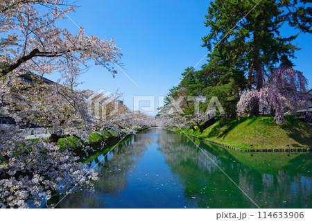 弘前城　満開の桜と水面に映える景観　さくらまつり 114633906