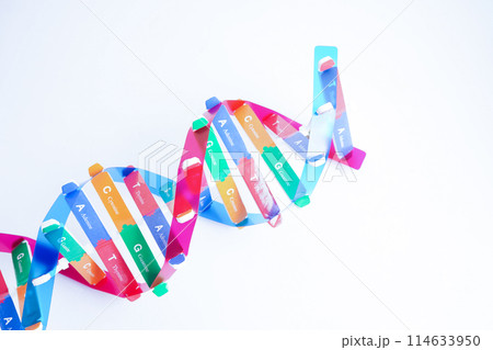 DNA molecule spiral structure model isolated on white background, chromosome and gene chemical science biology. DNA molecule spiral structure model isolated on white background, chromosome and gene chemical science biology. 114633950