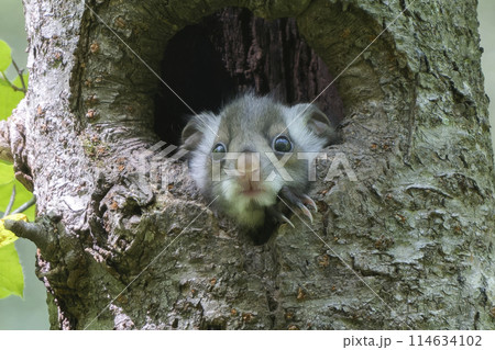 外の世界に興味津々なムササビの子供 114634102