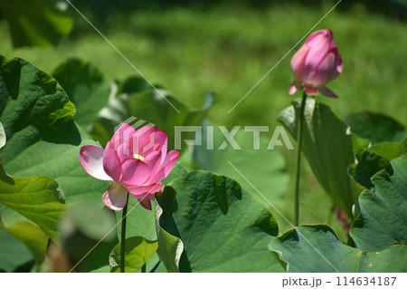 美しい蓮の花が咲いている夏の朝の風景 美しい蓮の花が咲いている夏の朝の風景 114634187