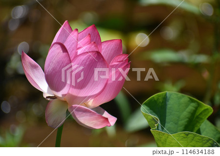 美しい蓮の花が咲いている夏の朝の風景 美しい蓮の花が咲いている夏の朝の風景 114634188