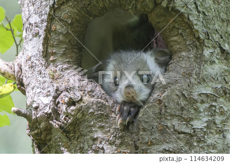 外の世界に興味津々なムササビの子供 外の世界に興味津々なムササビの子供 114634209