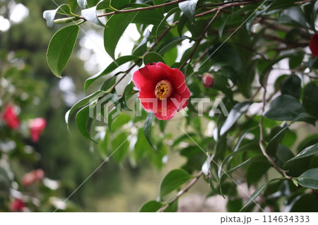 緑の葉と赤い花びらの玉浦という椿の花が咲く花木の風景 114634333