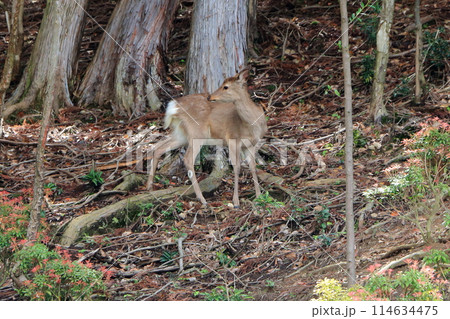 Japanese wild deer in Takaragaike Park in Kyoto Japan, came down from the mountains looking for food 114634475