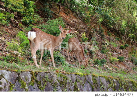 Japanese wild deer in Takaragaike Park in Kyoto Japan, came down from the mountains looking for food 114634477