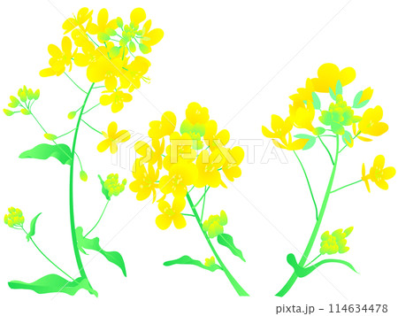 菜の花ベクターイラスト 菜の花ベクターイラスト 114634478