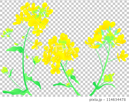 油菜花向量圖 油菜花向量圖 114634478