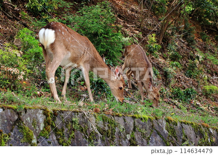 Japanese wild deer in Takaragaike Park in Kyoto Japan, came down from the mountains looking for food Japanese wild deer in Takaragaike Park in Kyoto Japan, came down from the mountains looking for food 114634479