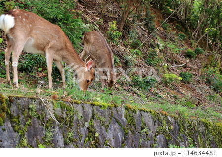 Japanese wild deer in Takaragaike Park in Kyoto Japan, came down from the mountains looking for food Japanese wild deer in Takaragaike Park in Kyoto Japan, came down from the mountains looking for food 114634481