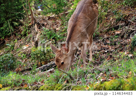 Japanese wild deer in Takaragaike Park in Kyoto Japan, came down from the mountains looking for food Japanese wild deer in Takaragaike Park in Kyoto Japan, came down from the mountains looking for food 114634483