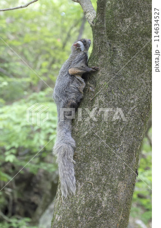 巣穴の外に出てきたムササビ 114634527