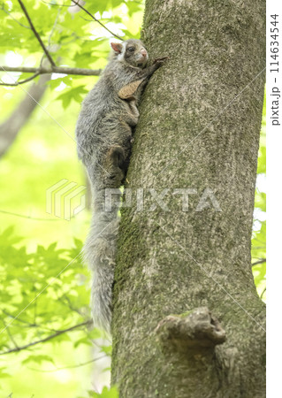 巣穴の外に出てきたムササビ 巣穴の外に出てきたムササビ 114634544