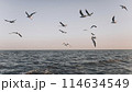 Seagulls fly over the sea at sunset 114634549