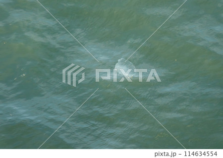 波のうねりにのまれるクラゲ 114634554