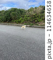 道路を横断する犬 114634658