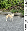 犬 114634660